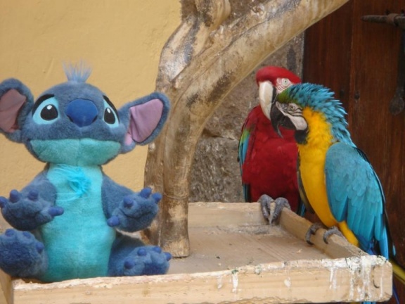 canaries 012