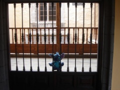 canaries 015