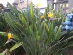 canaries 036