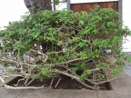canaries 041